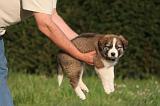 BORDER COLLIE 011